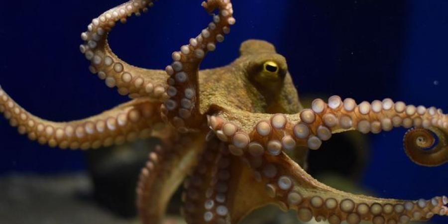 A la rencontre du poulpe
