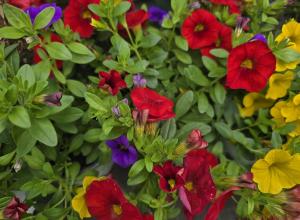 Calibrachoa