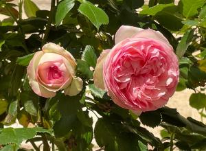Fleurs