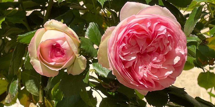 Fleurs